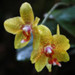 Yellow Orchid